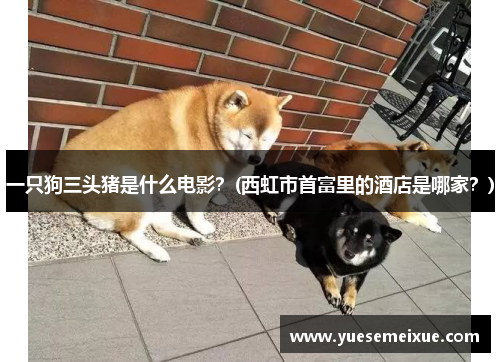 一只狗三头猪是什么电影？(西虹市首富里的酒店是哪家？)